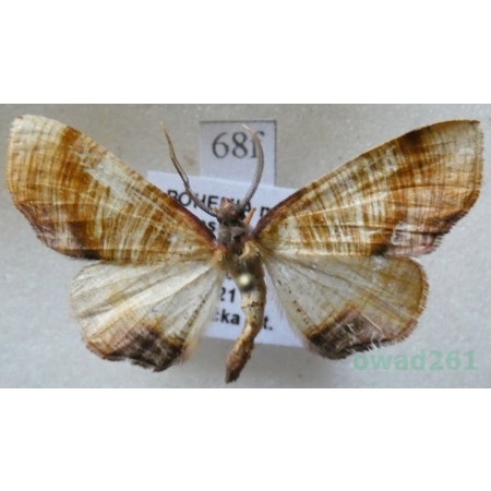 Plagodis dolabraria (Linnaeus, 1767) Nakreślik dębowiec Czech68f